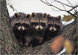 hands holding three baby raccoons